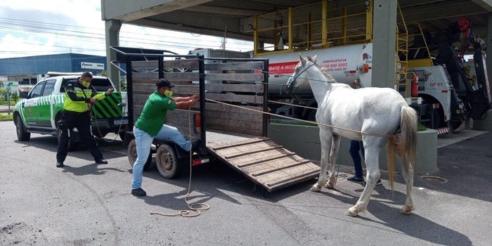  Ação na Via Parafuso recolhe animais na Rodovia