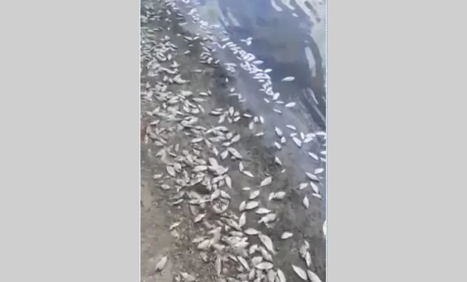  Grande quantidade de peixes é encontrada morta às margens de açude em Serrinha