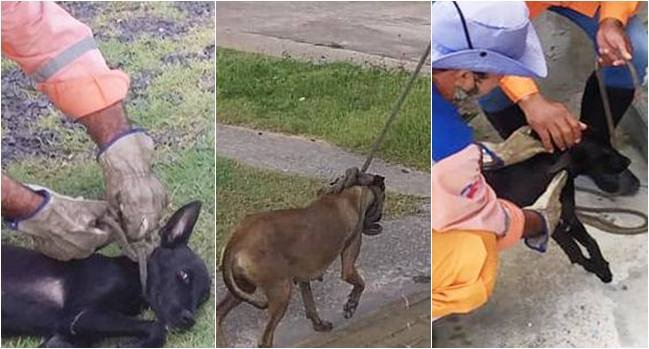  Defesa Civil resgata três cachorros em situação de maus-tratos em Camaçari