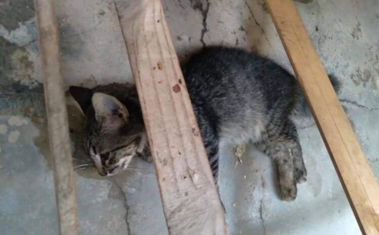 Moradora cobra Justiça por morte de 13 gatos no Centro de Abastecimento de Mata de São João