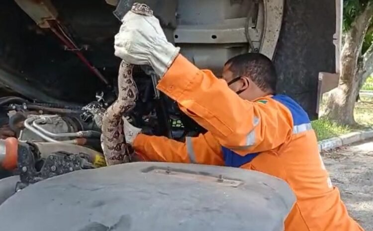  Cobra de cerca de 2 metros é resgatada em motor de caminhão em Camaçari