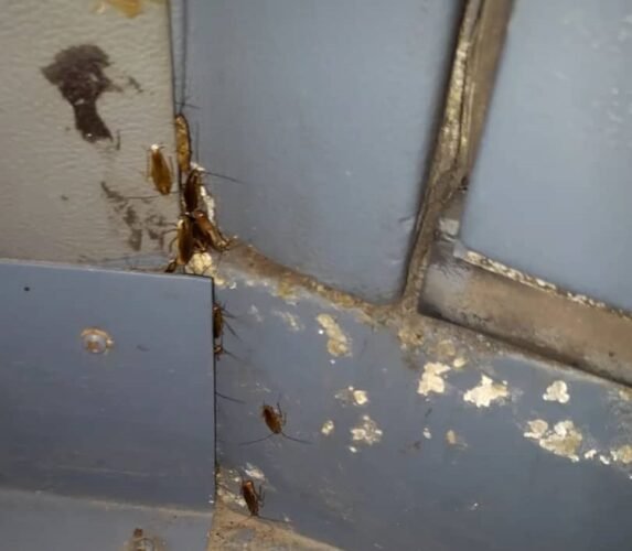 301583712 375540161417307 2318335872069876144 n