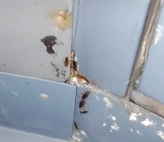 301626013 1027203314500774 1030657890686727008 n