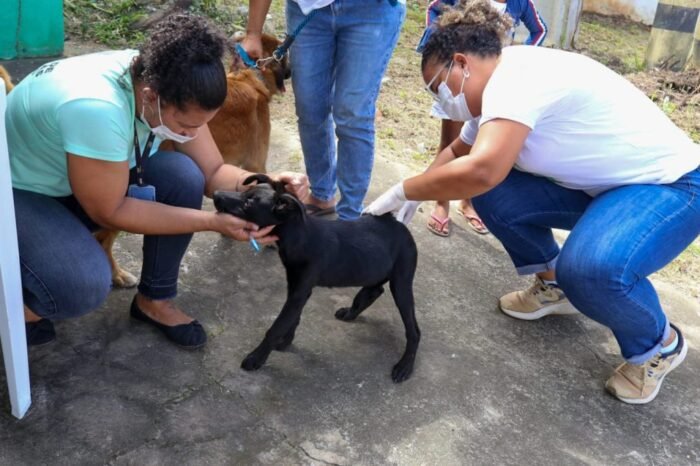  Sesau de Camaçari continua cadastro para castração de cães e gatos