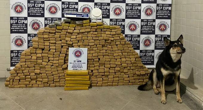  PM encontra quase 500 quilos de drogas com ajuda de cão farejador em Catu