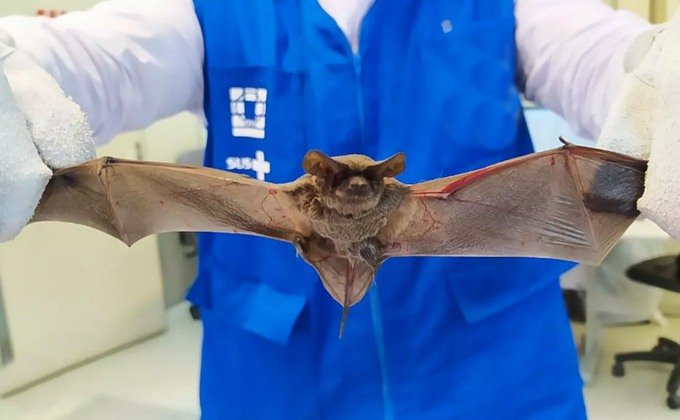  Camaçari, Dias d’Ávila e Catu registram 9 casos de raiva em morcego e Sesab emite alerta epidemiológico