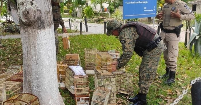  Cerca de 300 aves silvestres são resgatadas pela PM em Camaçari